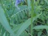 Cow Vetch; Blue Vetch (Vicia cracca)