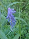 Cow Vetch; Blue Vetch (Vicia cracca)