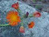 Orange Hawkweed; Devil's Paintbrush (Hieracium aurantiacum)