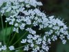 Wild Angelica (Angelica triquinata) - described as closely resembling the very poisoness Water Hemlock (Cicuta maculata)