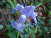 Blue Flag (Iris versicolor) (from flagge, the old English for 'rush' or 'reed')
