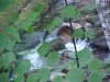 Creek and stream of Backwoods Southern Vermont: Summer 2001