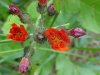Orange Hawkweed; Devil's Paintbrush (Hieracium aurantiacum)