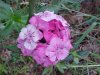 Garden Phlox; Perennial Phlox (Phlox paniculata)
