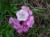 Garden Phlox; Perennial Phlox (Phlox paniculata)