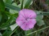 Garden Phlox; Perennial Phlox (Phlox paniculata)