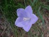 Harebell; American Bluebell (Campanula rotundifolia)
