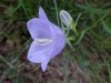 Harebell; American Bluebell (Campanula rotundifolia)