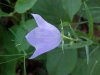 Harebell; American Bluebell (Campanula rotundifolia)
