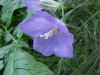 Harebell; American Bluebell (Campanula rotundifolia)