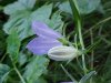 Harebell; American Bluebell (Campanula rotundifolia)