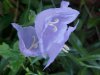 Harebell; American Bluebell (Campanula rotundifolia)