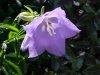 Harebell; American Bluebell (Campanula rotundifolia)