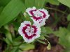 Garden Phlox; Perennial Phlox (Phlox paniculata)