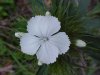 Garden Phlox; Perennial Phlox (Phlox paniculata)