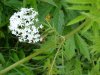 Garden Valerian; Garden Heliotrope (Valeriana officinalis)