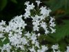 Garden Valerian; Garden Heliotrope (Valeriana officinalis)