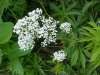 Garden Valerian; Garden Heliotrope (Valeriana officinalis)