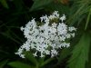 Garden Valerian; Garden Heliotrope (Valeriana officinalis)