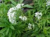 Garden Valerian; Garden Heliotrope (Valeriana officinalis)