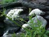 Garden Valerian; Garden Heliotrope (Valeriana officinalis)