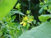 Common St. John's Wort (Hypericum perforatum)