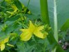 Common St. John's Wort (Hypericum perforatum)