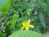 Common St. John's Wort (Hypericum perforatum)