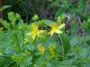 Common St. John's Wort (Hypericum perforatum)