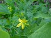 Common St. John's Wort (Hypericum perforatum)