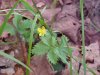 Canadian Dwarf Cinquefoil (Potentilla canadensis)