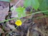 Canadian Dwarf Cinquefoil (Potentilla canadensis)