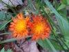 Orange Hawkweed; Devil's Paintbrush (Hieracium aurantiacum)