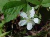 Allegheny Blackberry  (Rubus allegheniensis porter agg)
