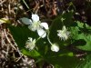 Allegheny Blackberry  (Rubus allegheniensis porter agg)