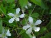 Allegheny Blackberry  (Rubus allegheniensis porter agg)