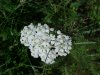Yarrow; Milfoil (Achillea millefolium)