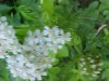 Yarrow; Milfoil (Achillea millefolium)