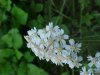Yarrow; Milfoil (Achillea millefolium)