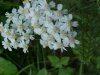 Yarrow; Milfoil (Achillea millefolium)