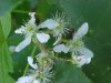 Allegheny Blackberry  (Rubus allegheniensis porter agg)