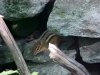 Chipmunk of Backwoods Southern Vermont: Summer 2001