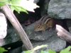 Chipmunk of Backwoods Southern Vermont: Summer 2001