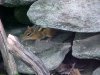 Chipmunk of Backwoods Southern Vermont: Summer 2001