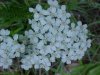 Yarrow; Milfoil (Achillea millefolium)