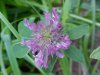Red Clover (Trifolium pratense)