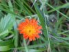 Orange Hawkweed; Devil's Paintbrush (Hieracium aurantiacum)