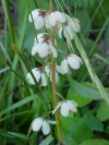 Shinleaf (Pyrola elliptica)