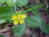 Canadian Dwarf Cinquefoil (Potentilla canadensis)