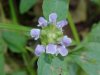 Heal-all; Self-heal (Prunella vulgaris)